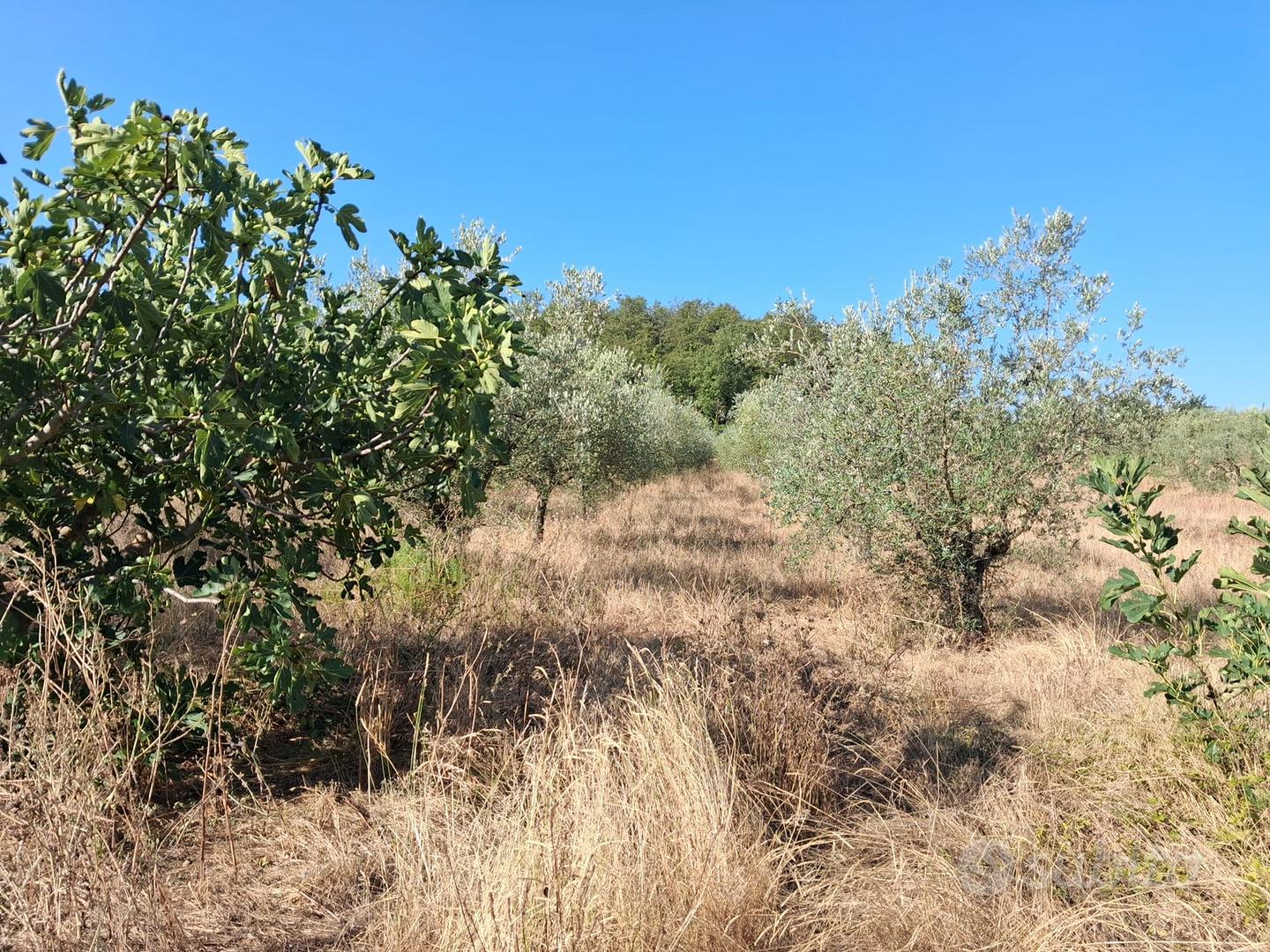 Terreni con olivi ed annesso agricolo - Altro
