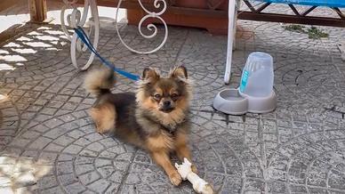 Volpino di Pomerania  Spitz nano maschio 9 mesi