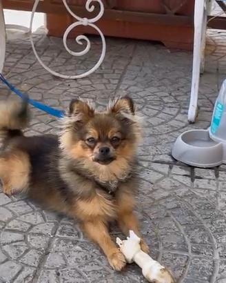 Volpino di Pomerania  Spitz nano maschio 9 mesi