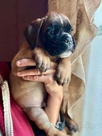 Cucciolo Boxer Fulvo