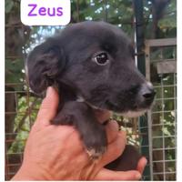 Zeus: cucciolo di 3 mesi taglia contenuta