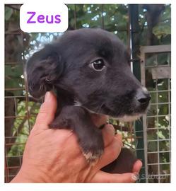 Zeus: cucciolo di 3 mesi taglia contenuta