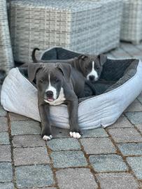 Cuccioli di Amstaff Blue