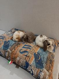 Conigli nani ariete mini lop