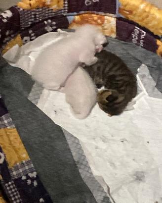 Gattini in adozione