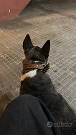 Bull terrier miniatura