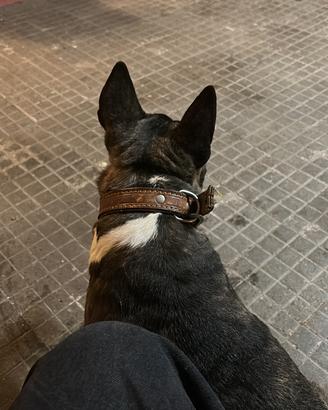 Bull terrier miniatura