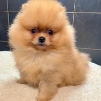 Pomerania Spitz nano