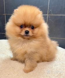 Pomerania Spitz nano