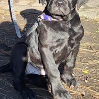 Cucciola di due mesi femmina cane corso