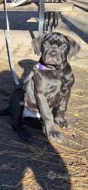 Cucciola di due mesi femmina cane corso