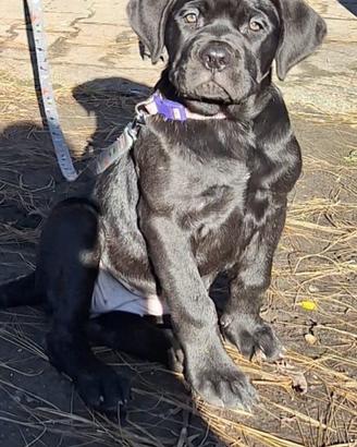 Cucciola di due mesi femmina cane corso