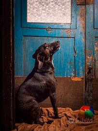 Simil segugio in Calabria