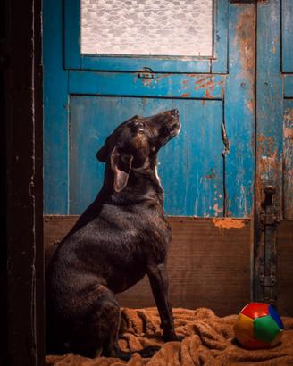 Simil segugio in Calabria