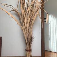 Piante da ornamento