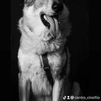 Disponibile per monta