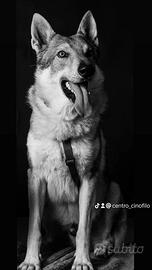 Disponibile per monta