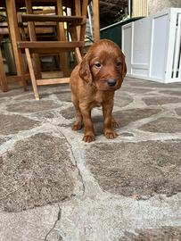 Ultimi 4 cuccioli setter irlandese