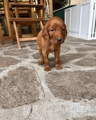 Ultimi 4 cuccioli setter irlandese