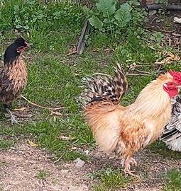 coppia adulta gallina nana a penna seta