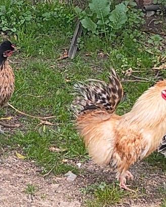 coppia adulta gallina nana a penna seta