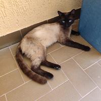 Gatto siamese di c.a. un anno