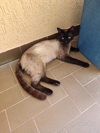 Gatto siamese di c.a. un anno