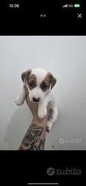 Cucciolo jack russel
