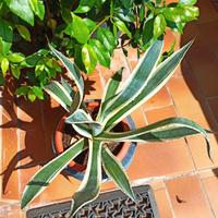 agave americana