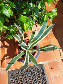 agave americana