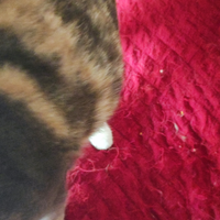 Micetti di poche settimane