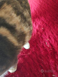 Micetti di poche settimane