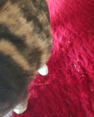 Micetti di poche settimane