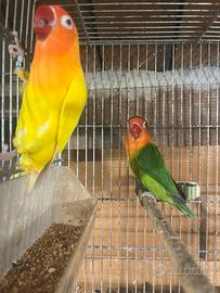 Coppie inseparabili fischer