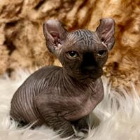 Sphynx ELF Maschio