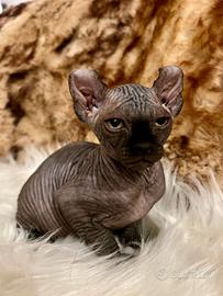 Sphynx ELF Maschio
