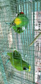Maschio adulto ex pet fronte gialla