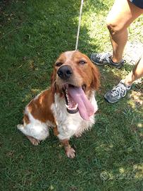 Cane da caccia setter/breton