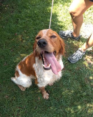 Cane da caccia setter/breton