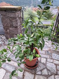 cedro mani di budda