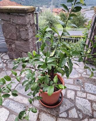 cedro mani di budda