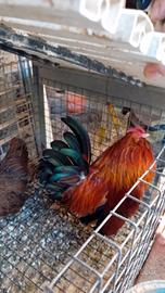 Galline Ornamentali