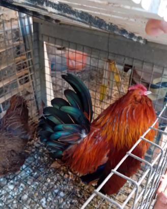 Galline Ornamentali