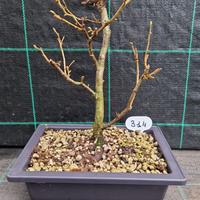 Bonsai di Nocciolo (Corylus avellana) 314