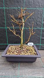 Bonsai di Nocciolo (Corylus avellana) 314