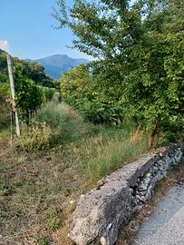 Terreno agricolo a  Pedersano 
