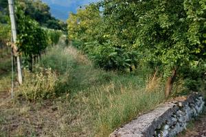 Terreno agricolo a  Pedersano 