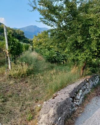Terreno agricolo a  Pedersano 