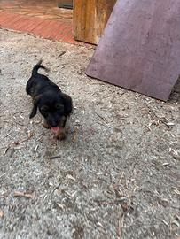 Cucciole di bassotto tedesco a pelo duro