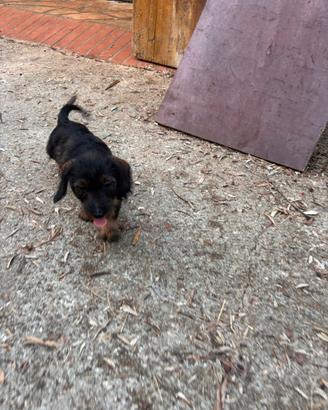 Cucciole di bassotto tedesco a pelo duro